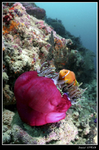 A. nigripes - maldives clown-fish by Daniel Strub 